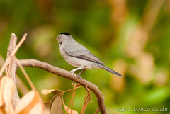 Coryphospingus pileatus