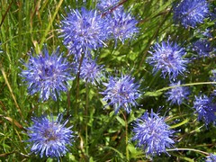 Jasione laevis