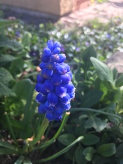 Muscari armeniacum
