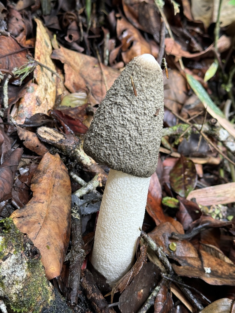Phallus ravenelii · November 2023 · photo: © bealeiderman (iNaturalist, cc-by)