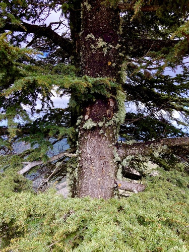 Cyprus cedar (Cedrus brevifolia)