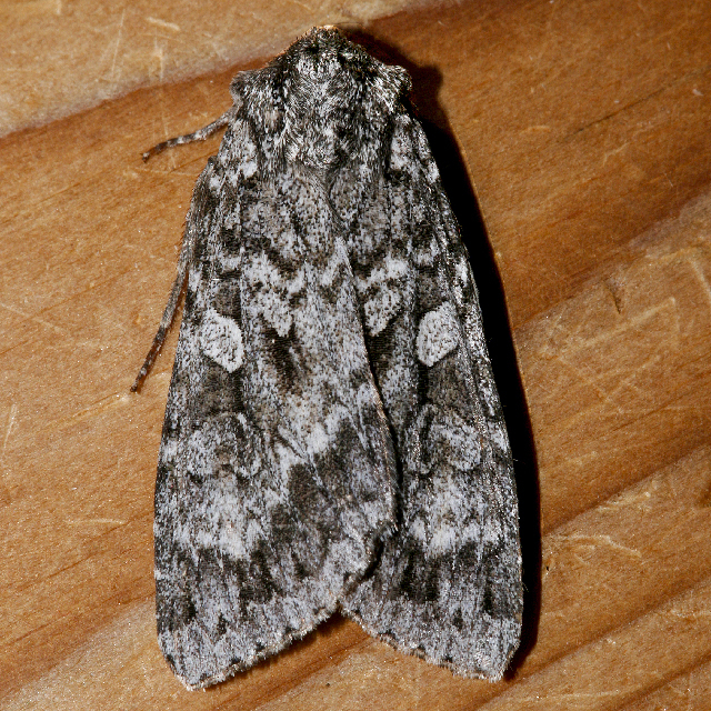 Great Brocade