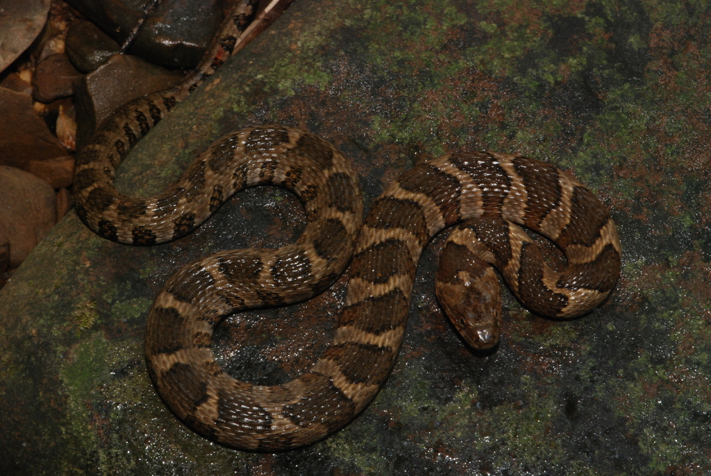 Northern Water Snake (Reptiles and Amphibians of Ninety Six National ...