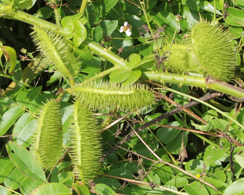 Nickernut Beanshell Nickernut from Brevard County, FL, USA on November 23, 2023 at 10:23 AM ...