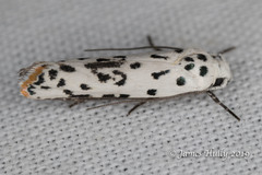 Ethmia bittenella