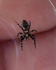 Metaphidippus chera