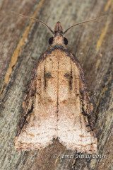 Platynota flavedana