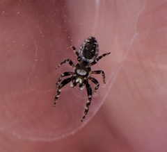 Metaphidippus chera