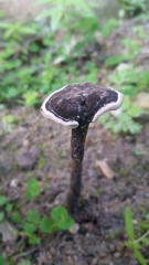 Sanguinoderma rugosum