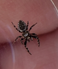 Metaphidippus chera