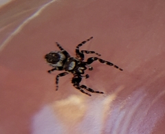 Metaphidippus chera