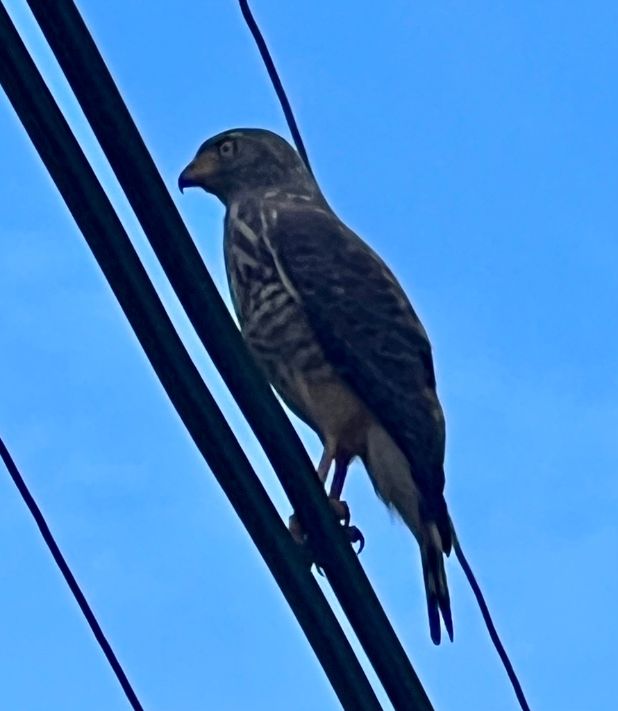 Roadside Hawk from Calle Playa Grande, Santa Cruz, Guanacaste, CR on