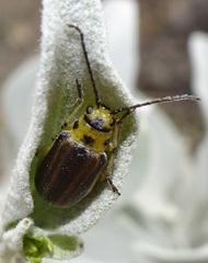 Trirhabda geminata