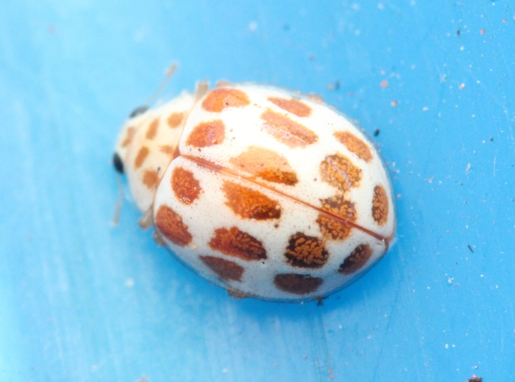 Brownspot Fungus Lady Beetle