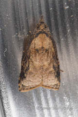 Platynota flavedana