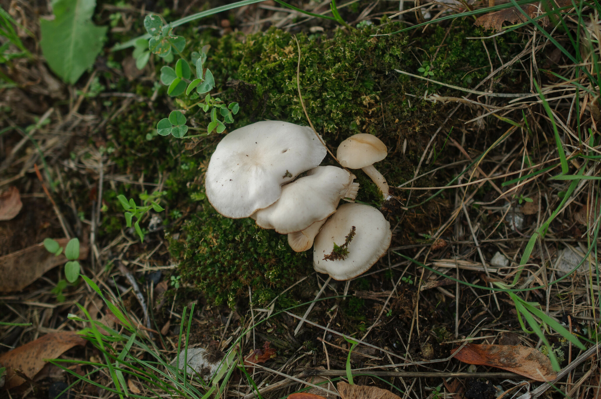 Clitocybe agrestis Wiesentrichterling