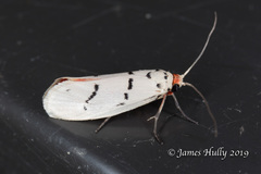Enaemia atrolinea