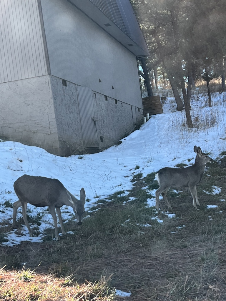 Mule Deer from Lincoln National Forest, Ruidoso Downs, NM, US on