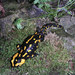 Fire Salamanders - Photo (c) markus_buehler, some rights reserved (CC BY-SA)