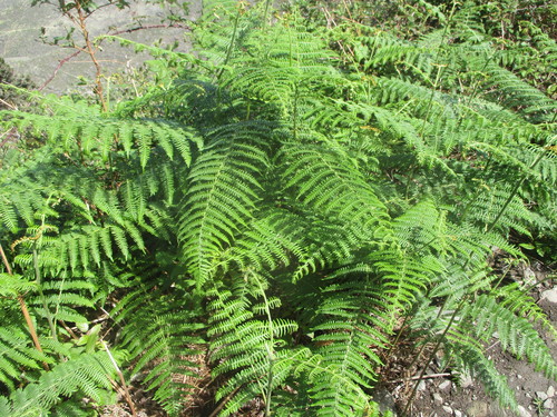 Pteridium image