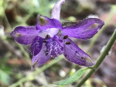 Delphinium madrense