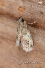 Cacotherapia unipuncta