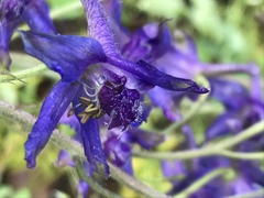 Delphinium madrense