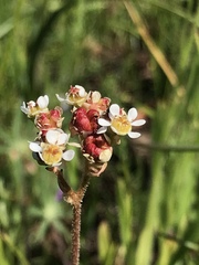 Micranthes aprica