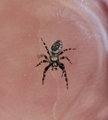 Metaphidippus chera
