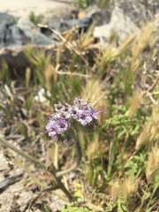 Phacelia hubbyi