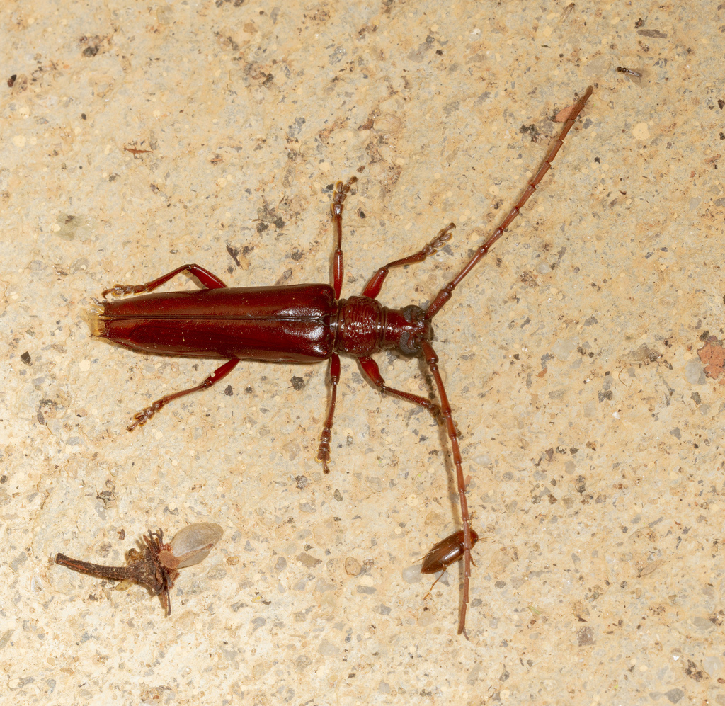 Coleoxestia