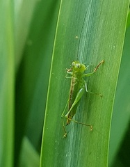 Cephalophlugis cephalotes