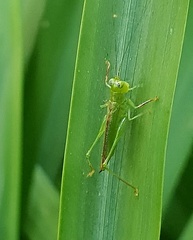 Cephalophlugis cephalotes