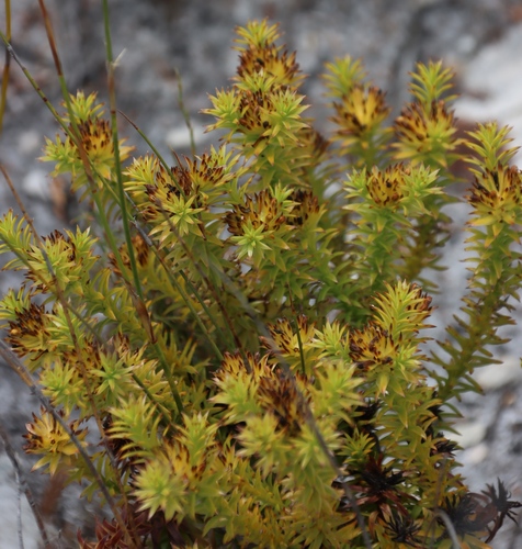 Image of Thesium viridifolium by (c) Tony Rebelo, some rights reserved (CC BY-SA)