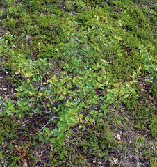 Betula alpestris