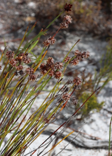 Image of Peninsula Tasslereed (Staberoha banksii) by (c) Tony Rebelo, some rights reserved (CC BY-SA)