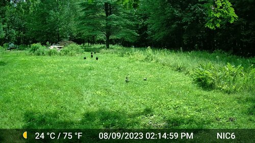 Wild Turkey photographed in New Hampshire
