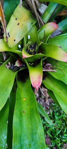 Image of Nidularium innocentii by (c) Maike Letícia Link Bianchini, some rights reserved (CC BY)