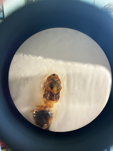 Arboridia velata