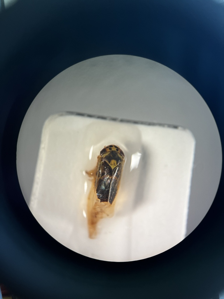 Macrosteles fieberi