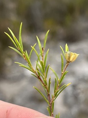 Coleonema calycinum, photograph (c) Dave U, some rights reserved (CC BY-SA)