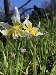 Erythronium multiscapideum