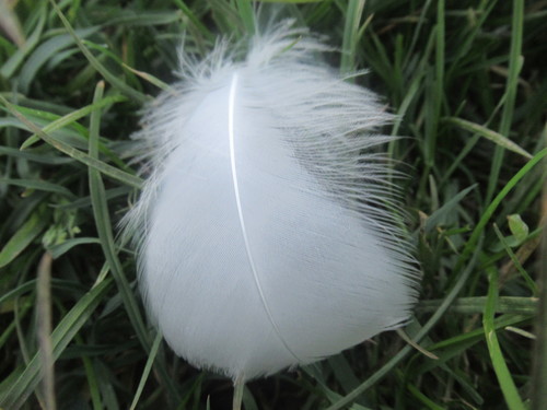 Plume de Cygne tuberculé