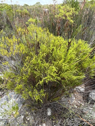 Coleonema calycinum, photograph 3