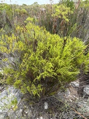Coleonema calycinum, photograph (c) Dave U, some rights reserved (CC BY-SA)