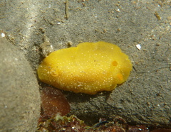 Doriopsilla fulva