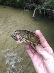 Sternotherus peltifer