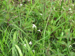 Rhynchospora colorata