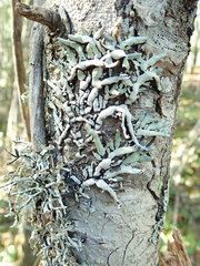 Hypogymnia enteromorpha