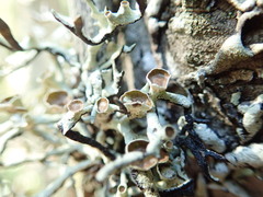 Hypogymnia enteromorpha